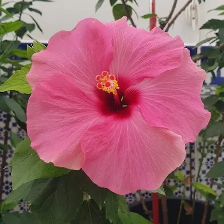 Callejuela Flores *
